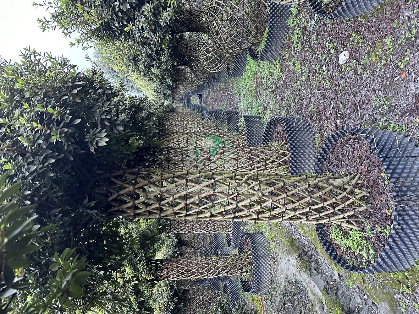 Rhododendron