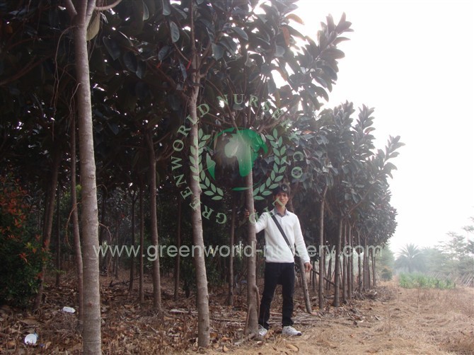 Ficus Elastica