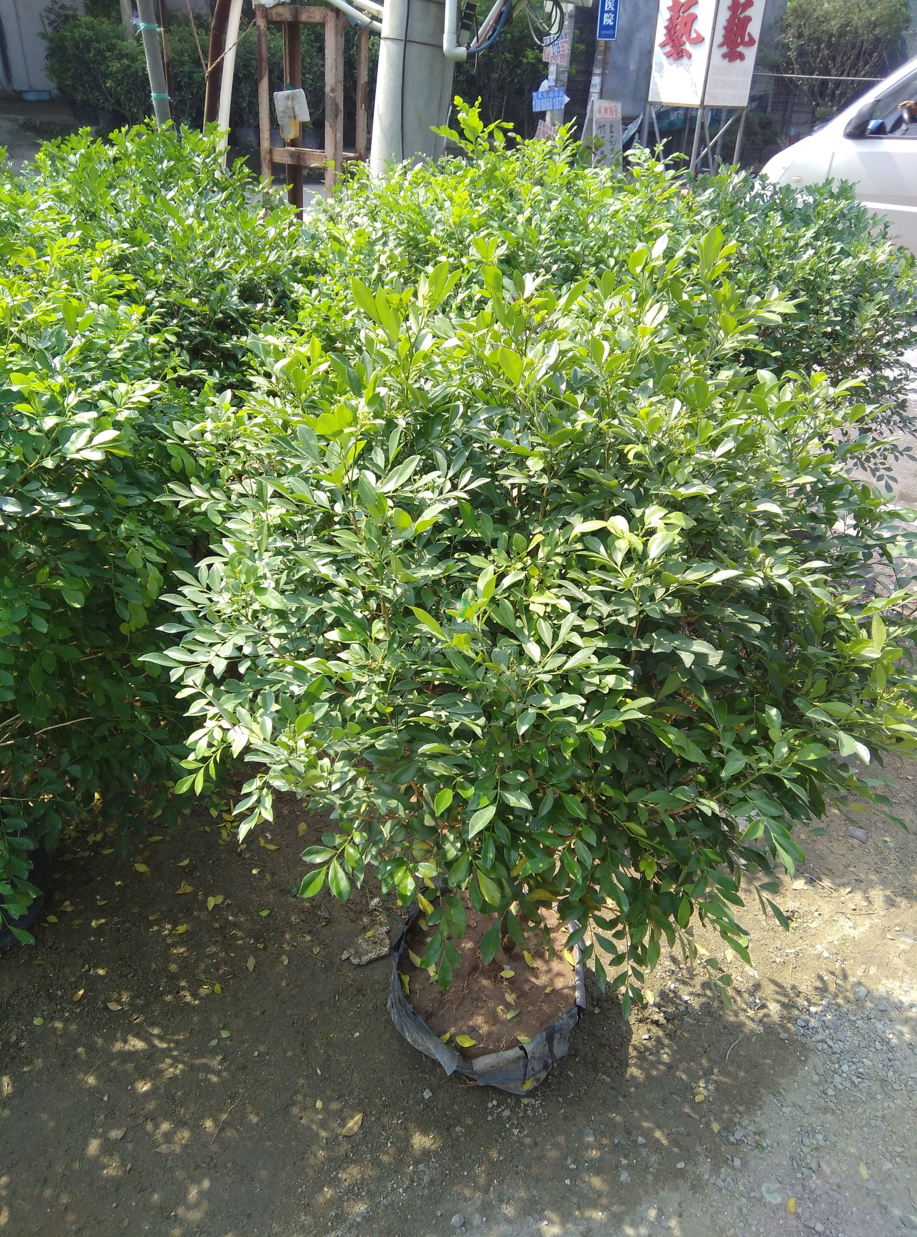 Murraya Paniculata
