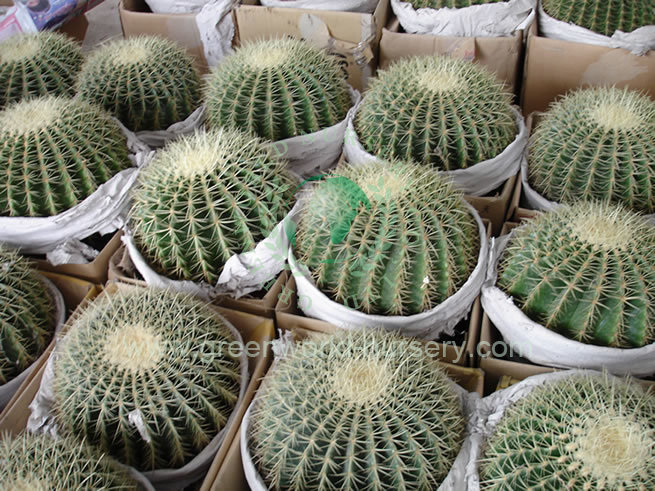 Echinocactus Grusonii Echinocactus Grusonii