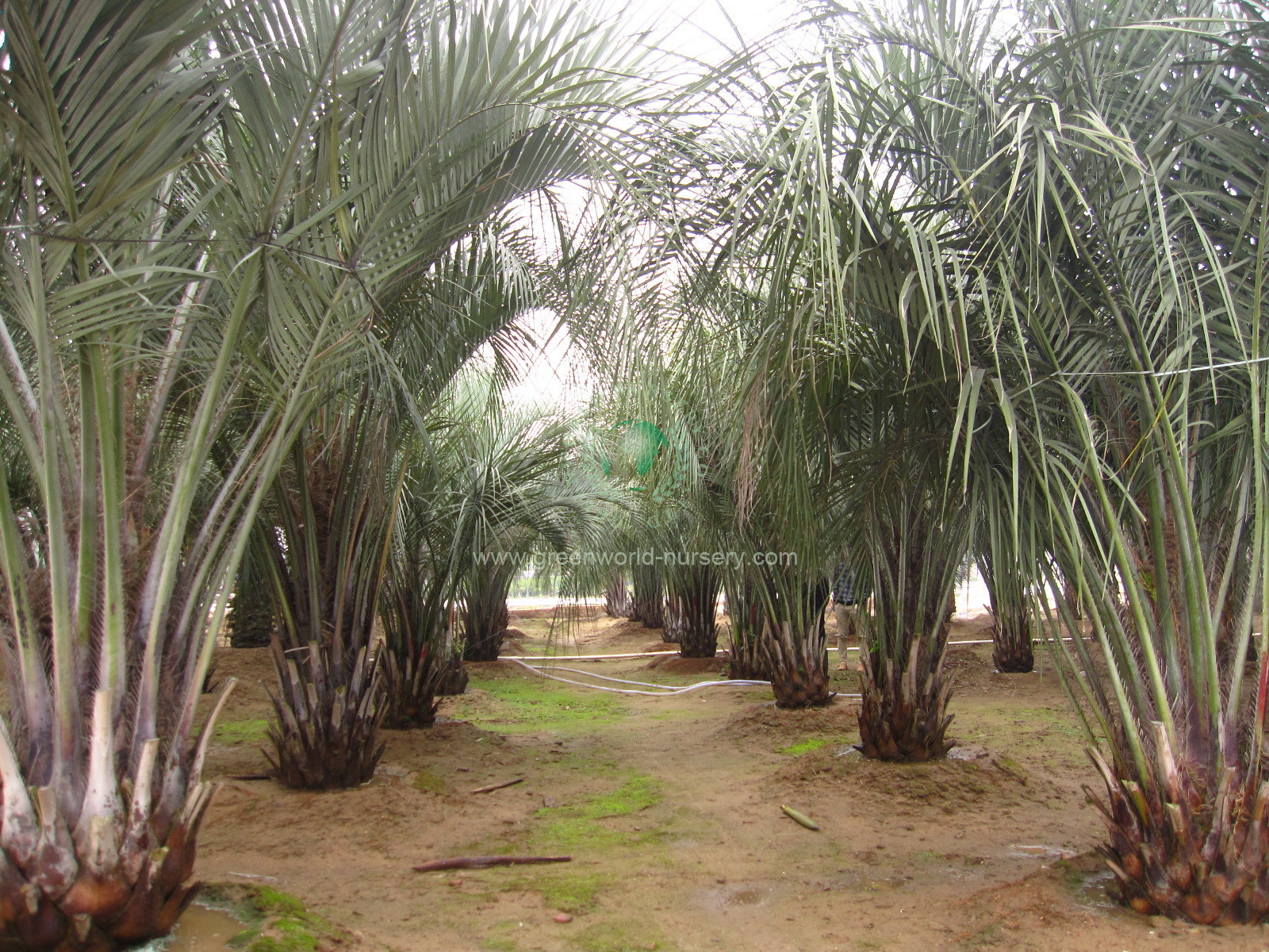 Butia Capitata Butia Capitata