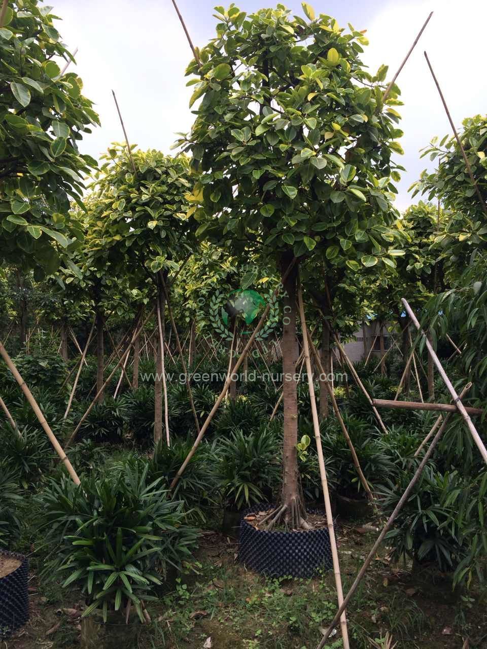 Ficus Benghalensis Variegata Ficus Benghalensis Variegata