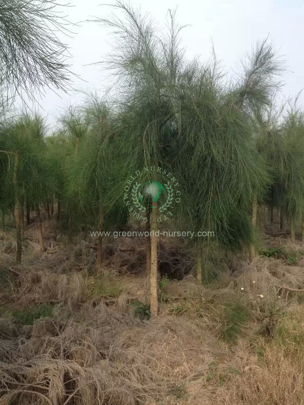 Casuarina Equisetifolia Casuarina Equisetifolia