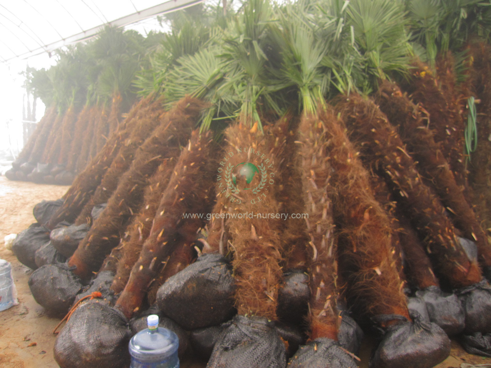 Trachycarpus Fortunei Trachycarpus Fortunei