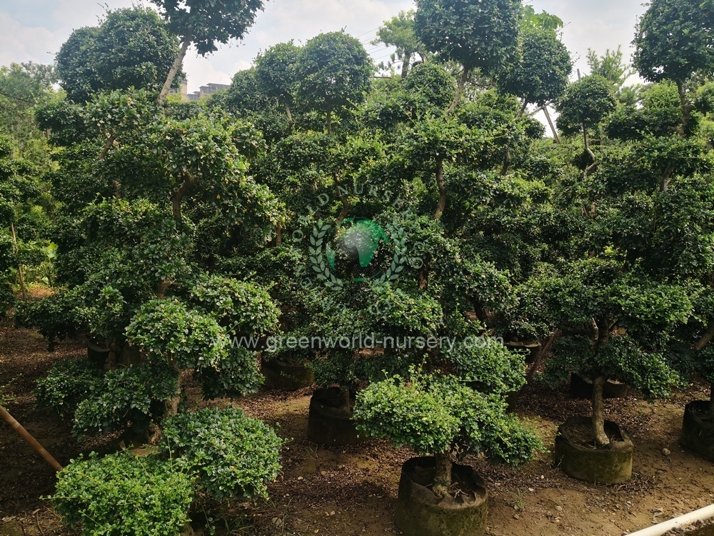 Ehretia Microphylla