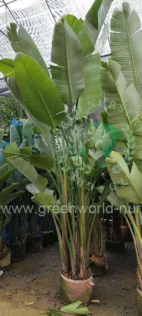 Strelitzia