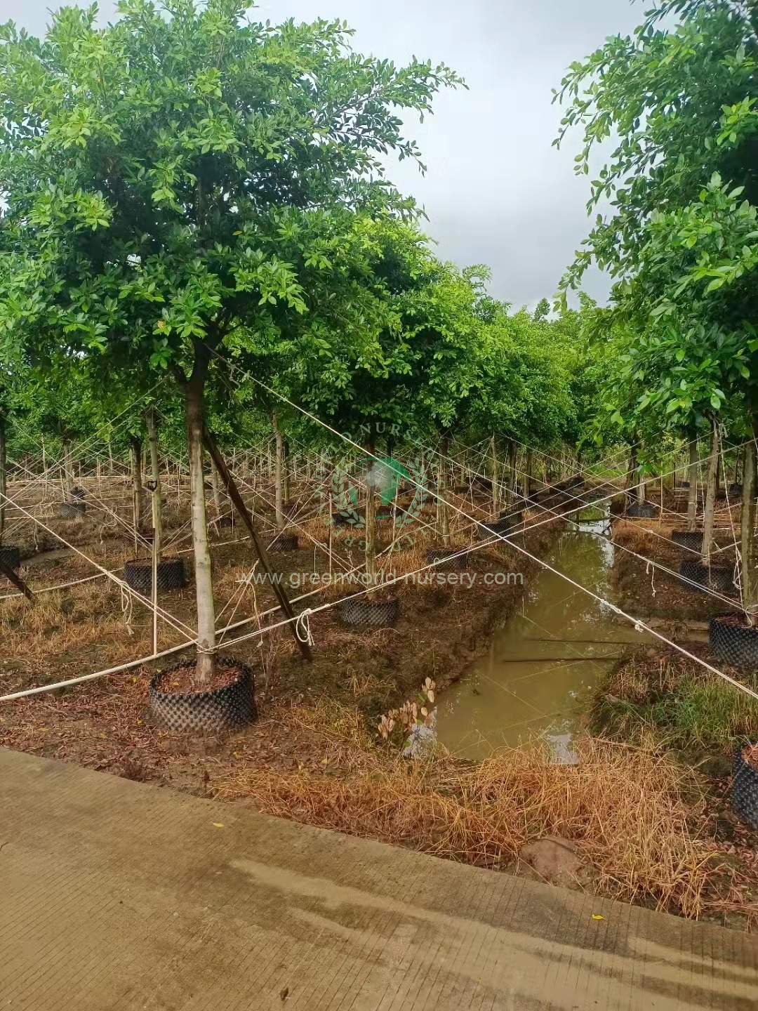 Ficus Nitida Ficus Nitida