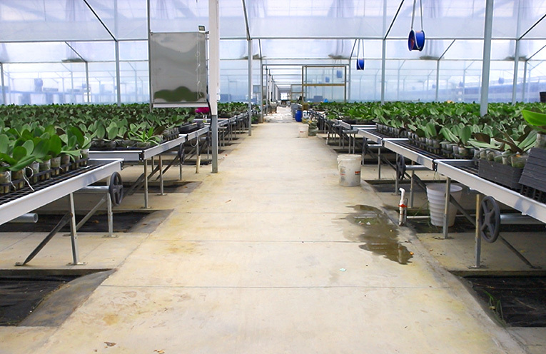 Zhanjiang Farm