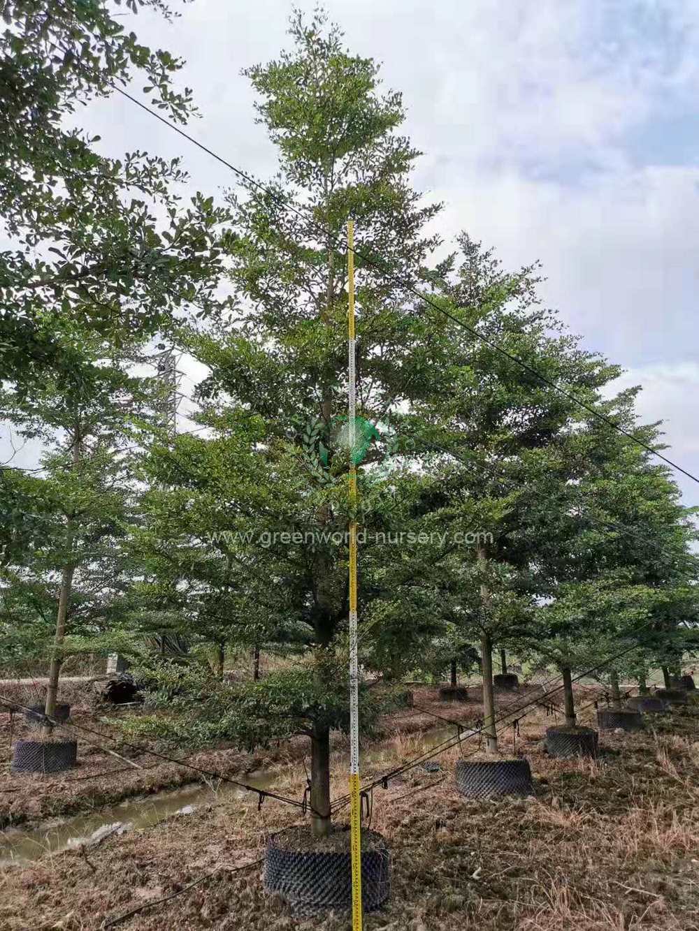 Terminalia Mantaly Terminalia Mantaly