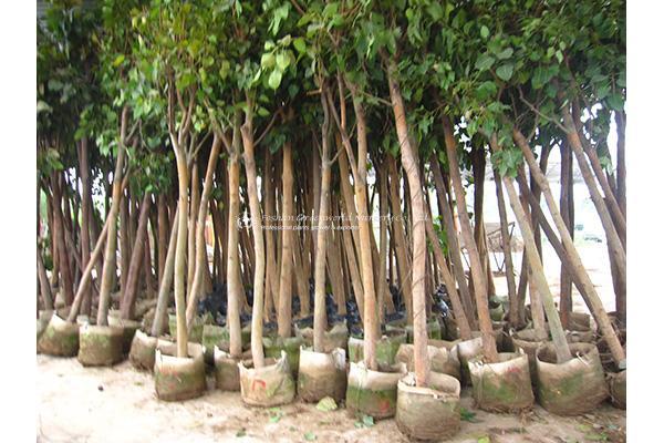 Exploring the Sacred Fig: The Cultural and Ecological Significance of Ficus Religiosa