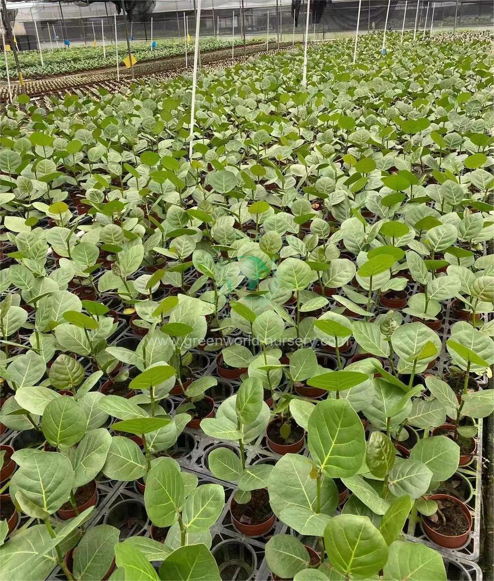 Coccolaba Uvifera Coccolaba Uvifera