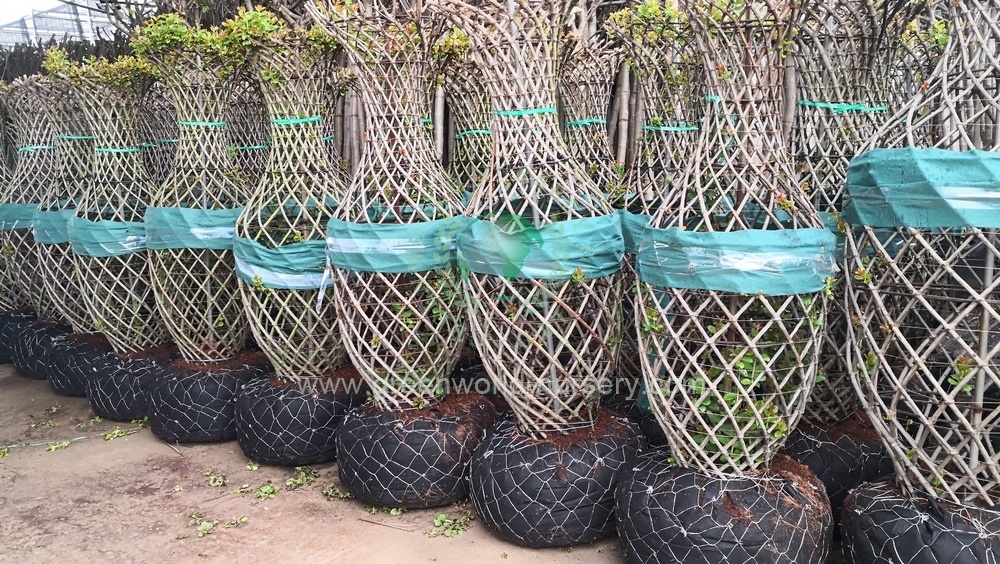 Lagerstroemia Indica Vase Supplier