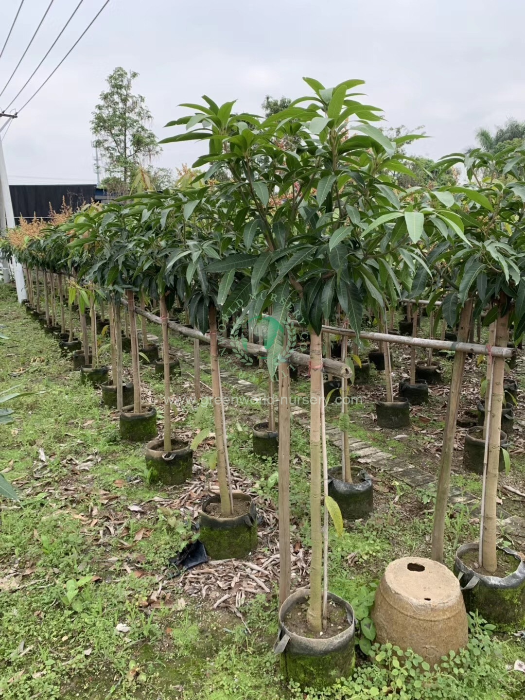 Mangifera Indica Mangifera Indica