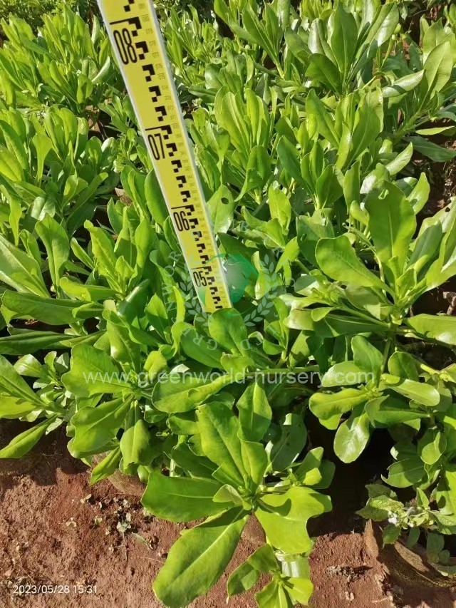 Scaevola Sericea Scaevola Sericea