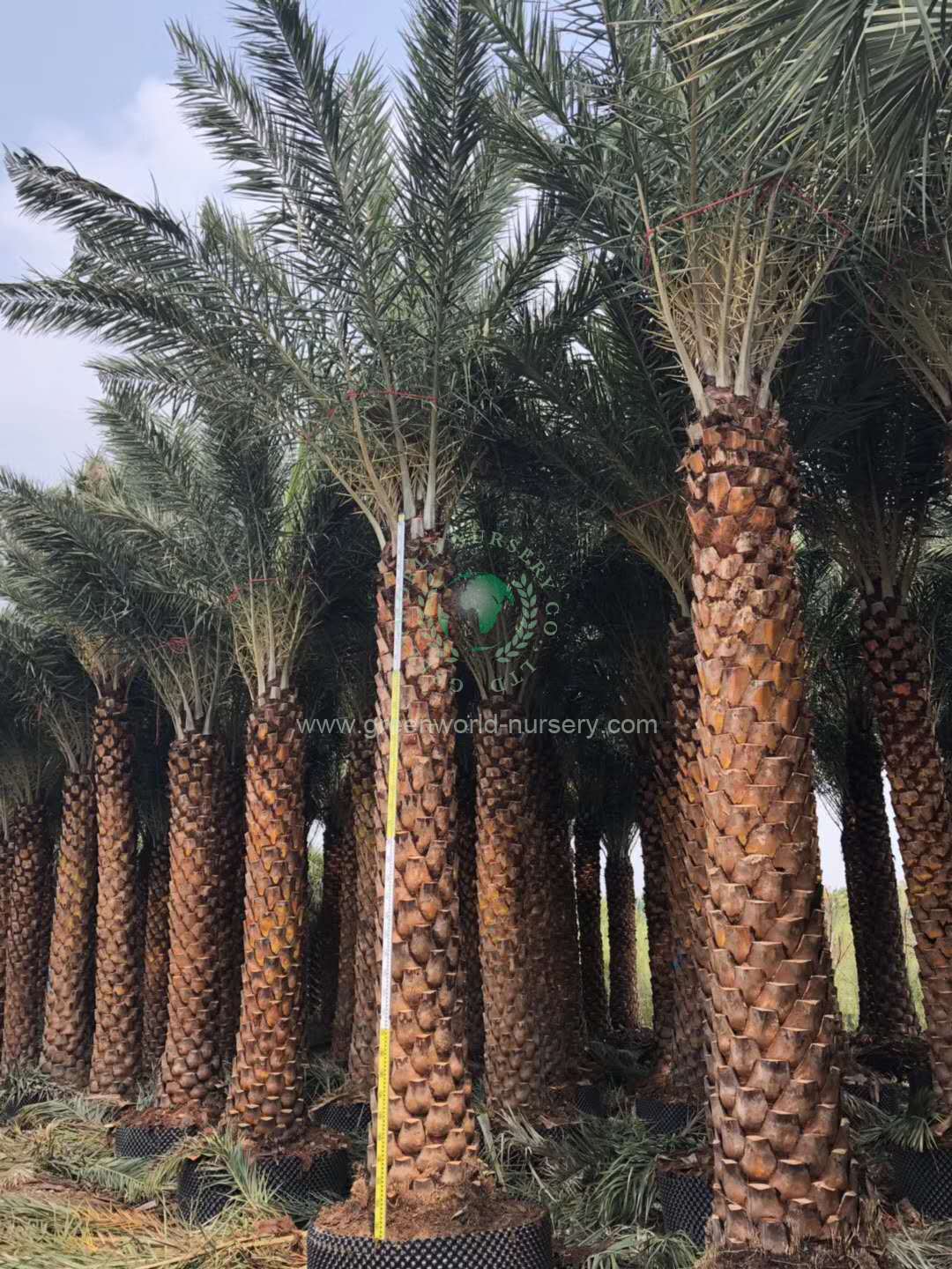 Phoenix Sylvestris Phoenix Sylvestris