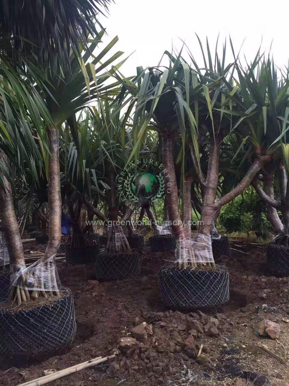 Pandanus Utilis Pandanus Utilis