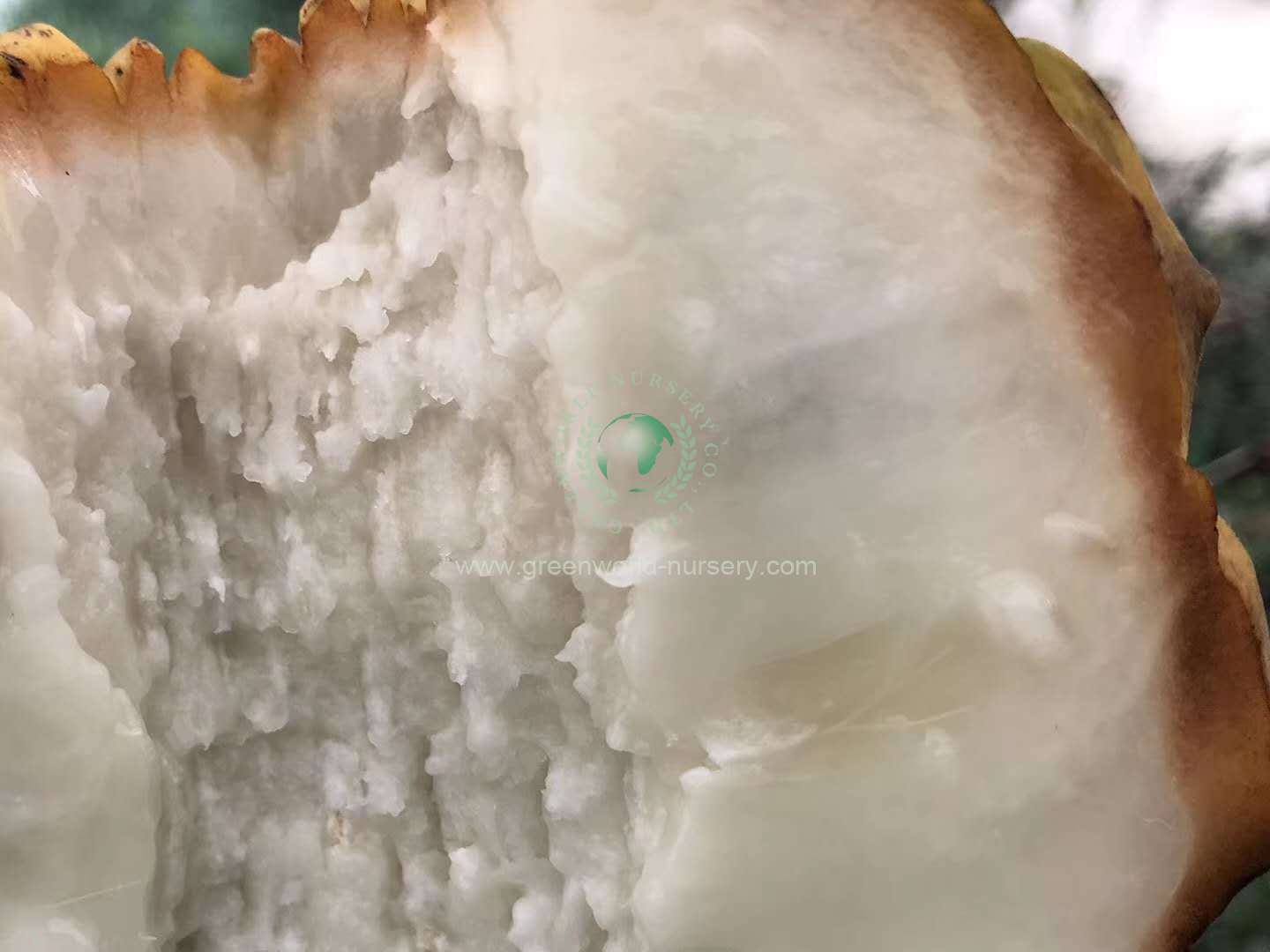 Rollinia Deliciosa Rollinia Deliciosa