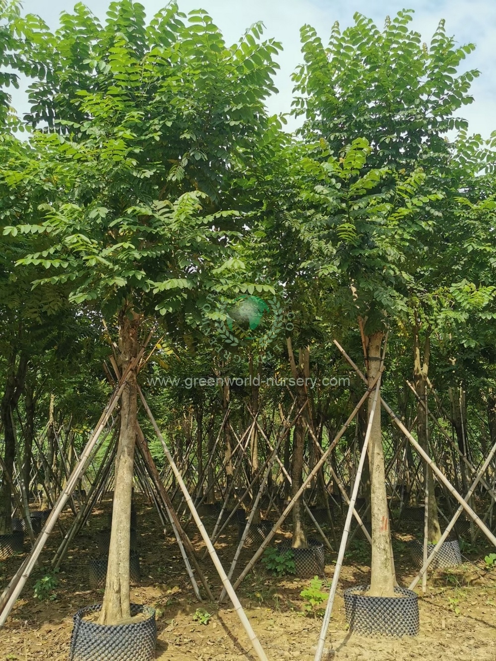 Spathodea Campanulata Spathodea Campanulata