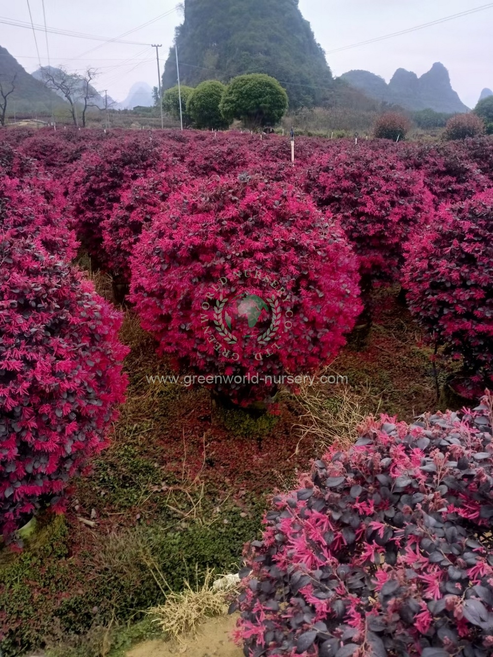 Loropetalum Chinense