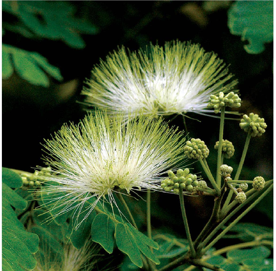 Creating a Serene Garden Oasis with Albizia Lebbeck: A Beginner's Guide