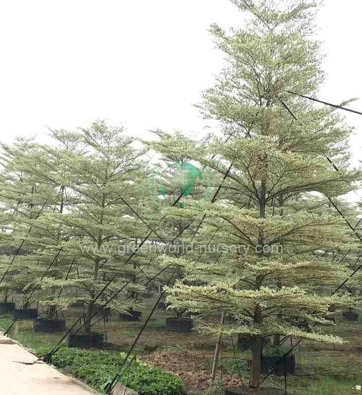 榄仁树