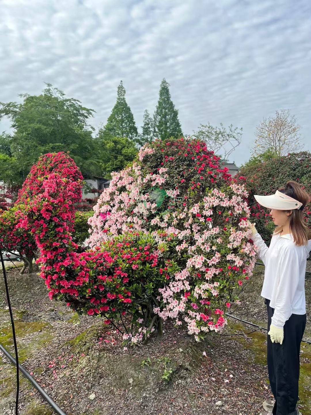 Rhododendron