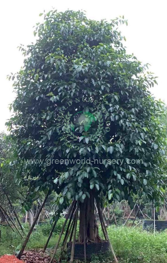Ficus Benghalensis