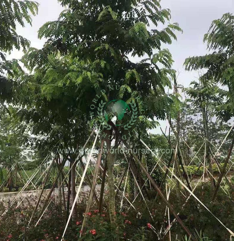 Cassia Barkeriana