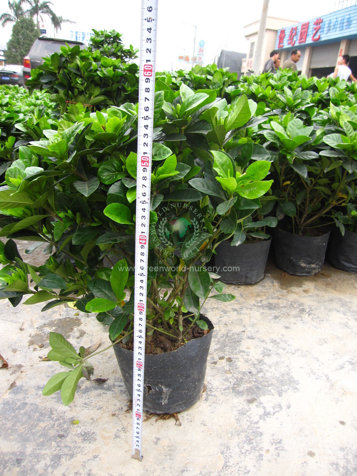 Gardenia Jasminoides