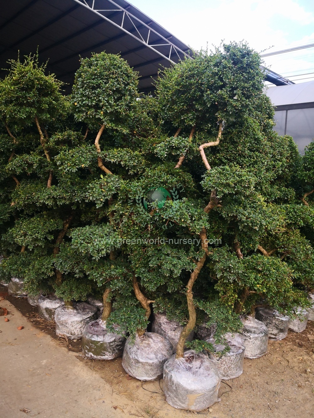 Ehretia Microphylla