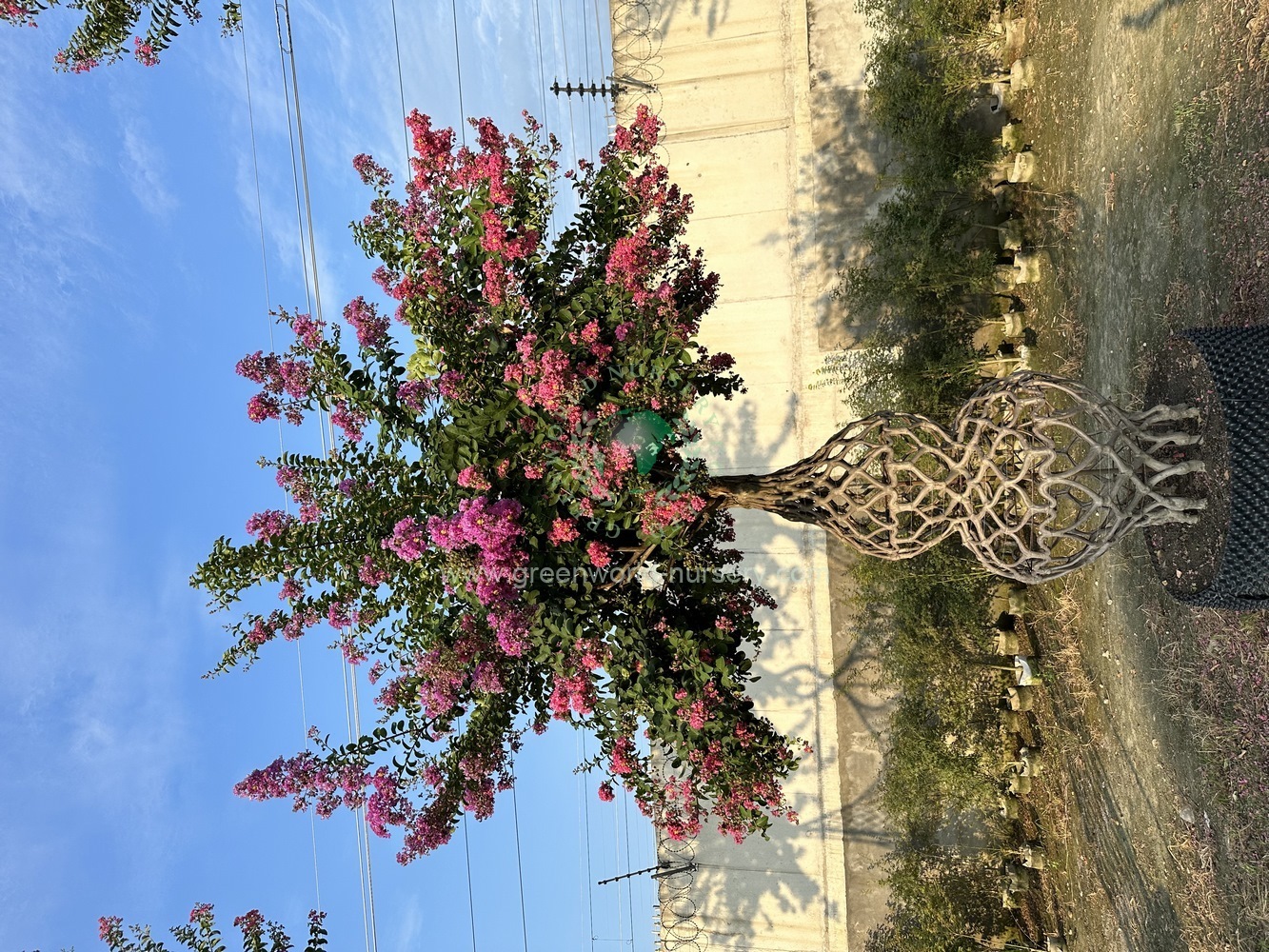 Lagerstroemia Indica Gourd
