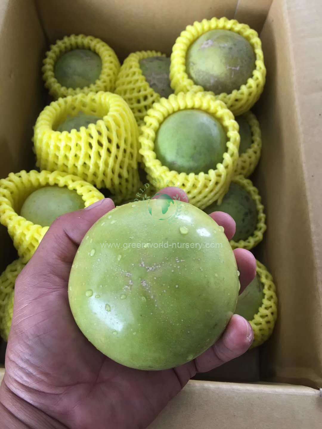 白沙果