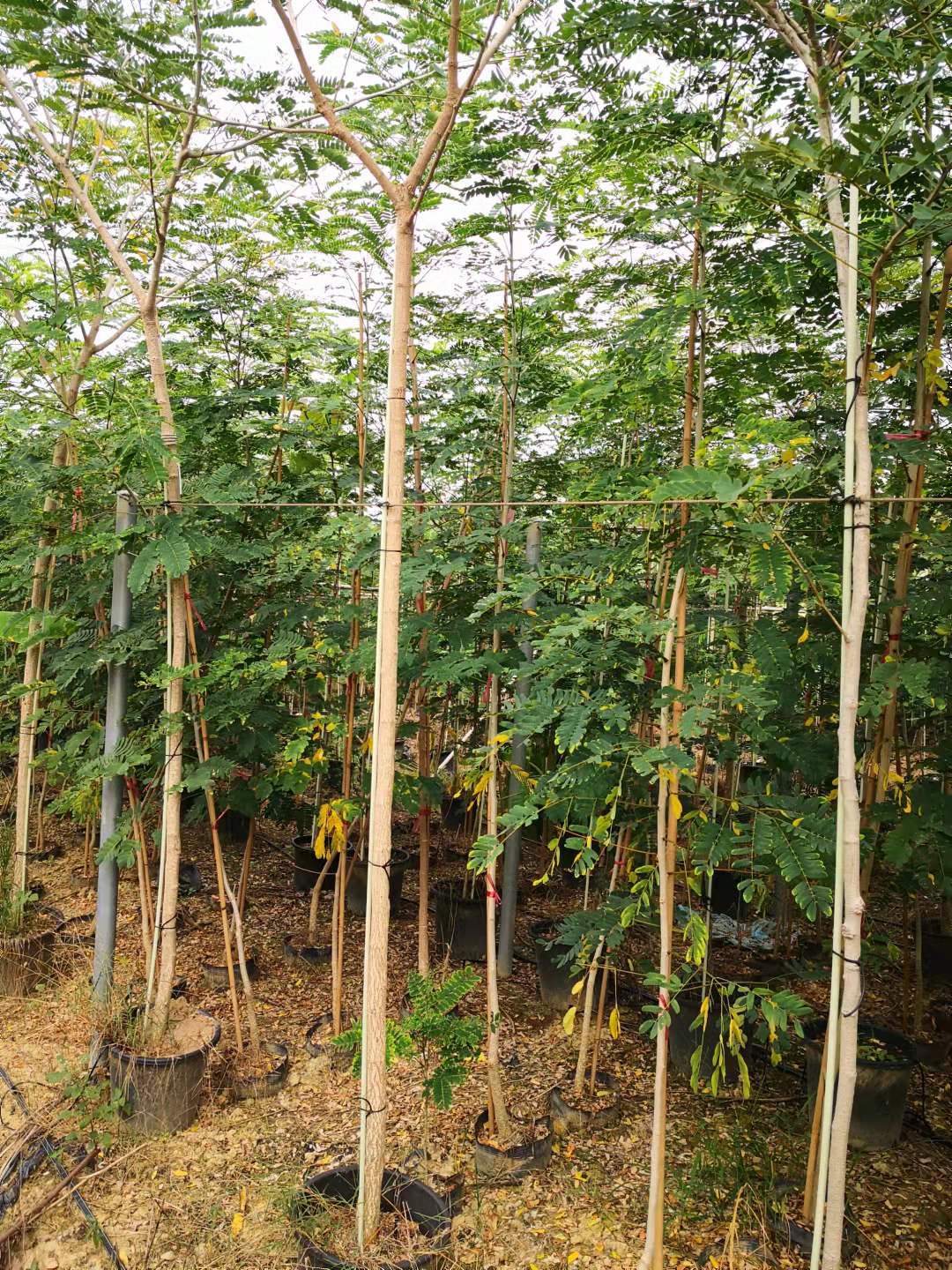 Discovering Albizia Lebbeck: The Versatile Tree for Agriculture and Beyond