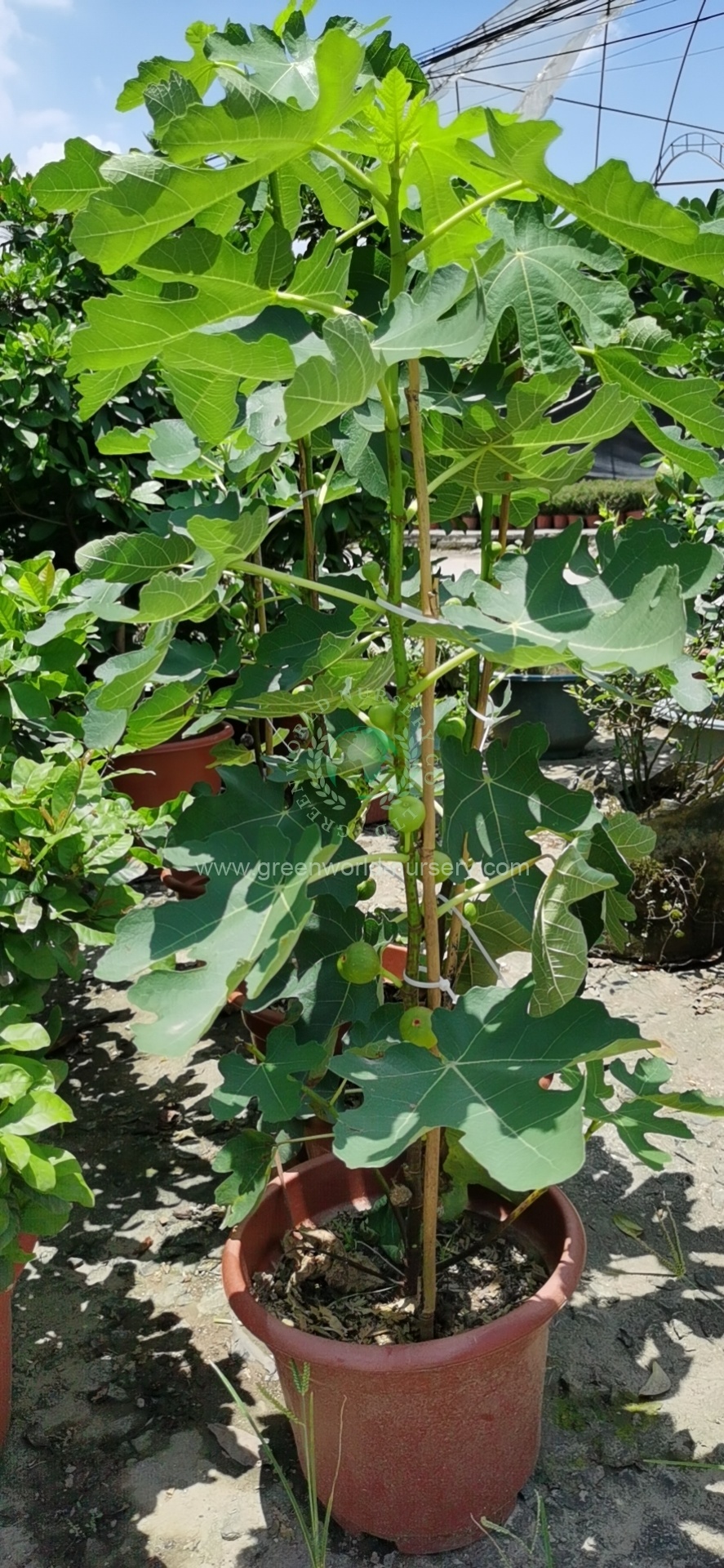 Ficus Carica Ficus Carica