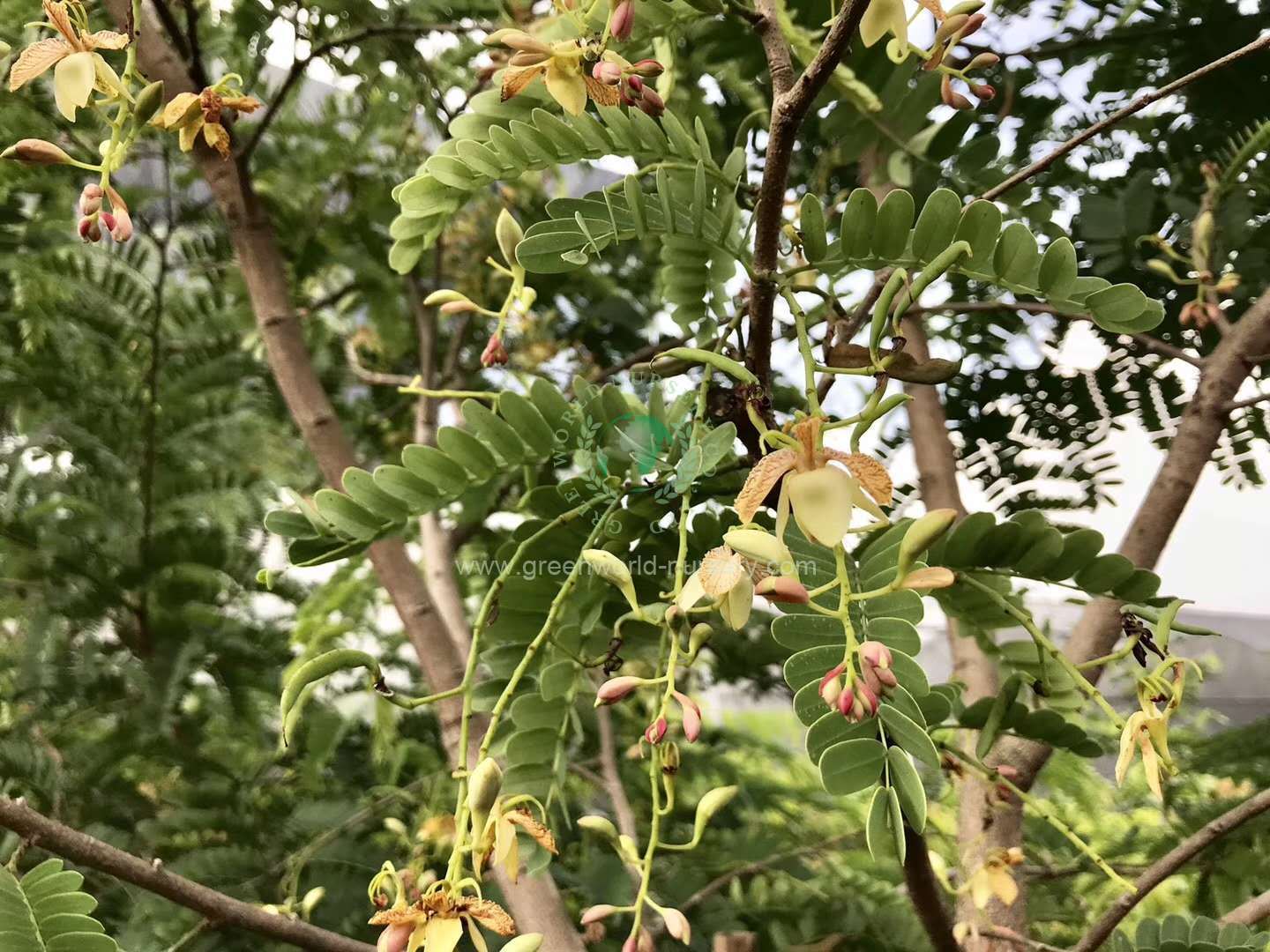 Tamarindus Indica
