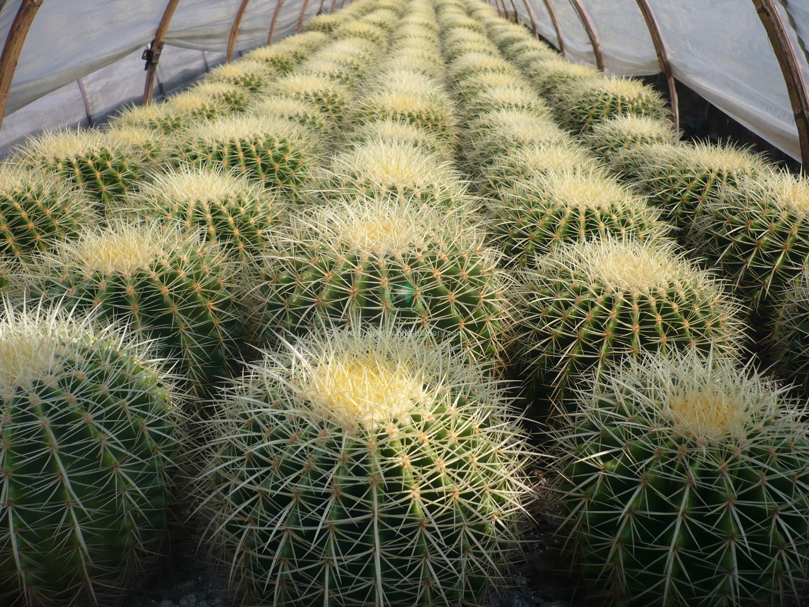 Echinocactus Grusonii Echinocactus Grusonii