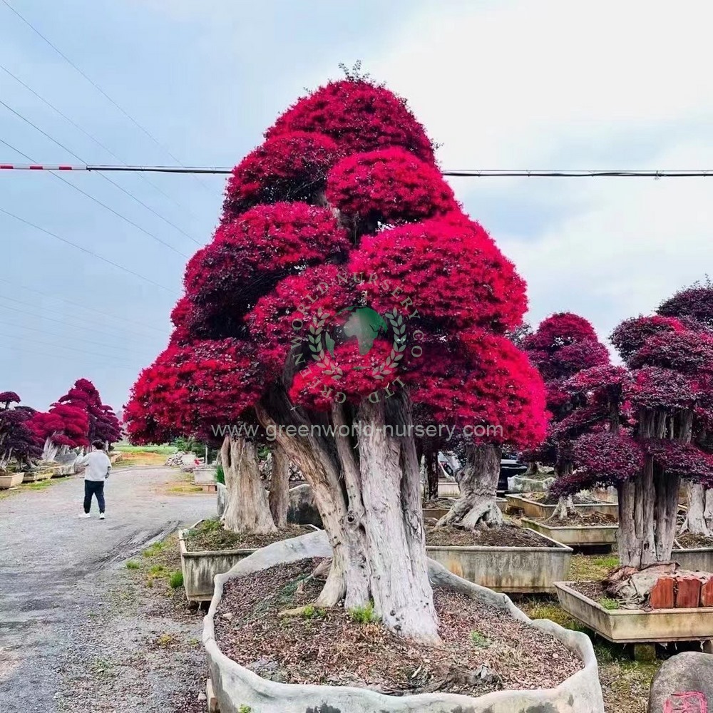 Loropetalum Chinense