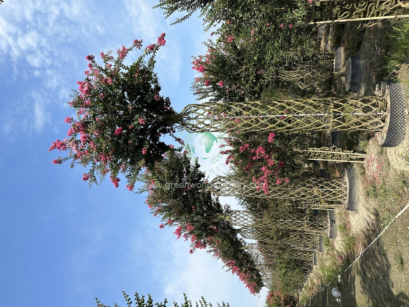 Lagerstroemia Indica Cage Lagerstroemia Indica Cage
