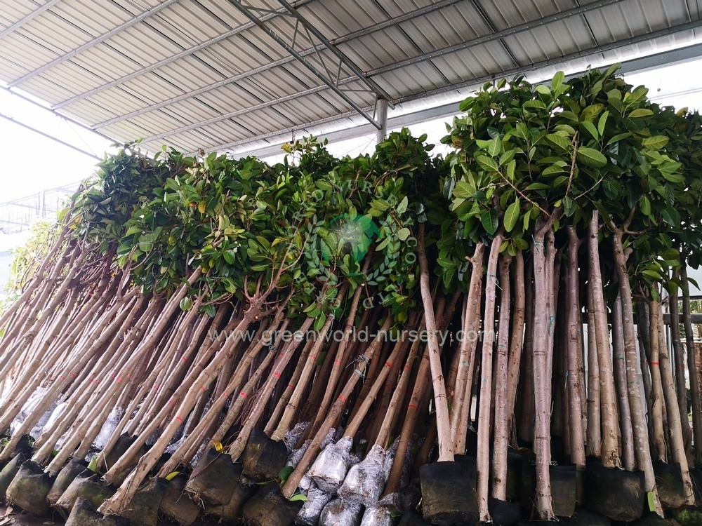 Ficus Altissima Ficus Altissima