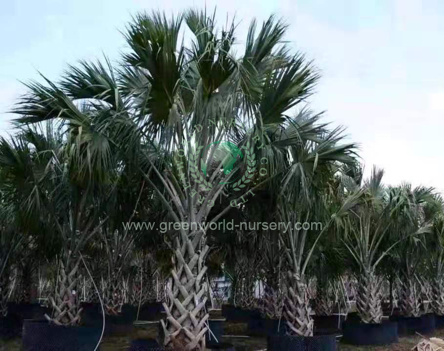 Sabal Palm Sabal Palm