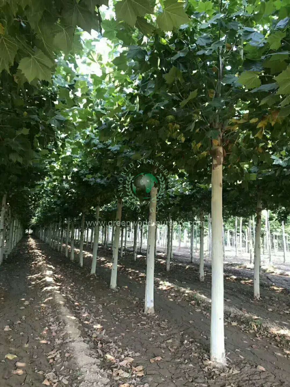 Platanus Acerifolia Platanus Acerifolia