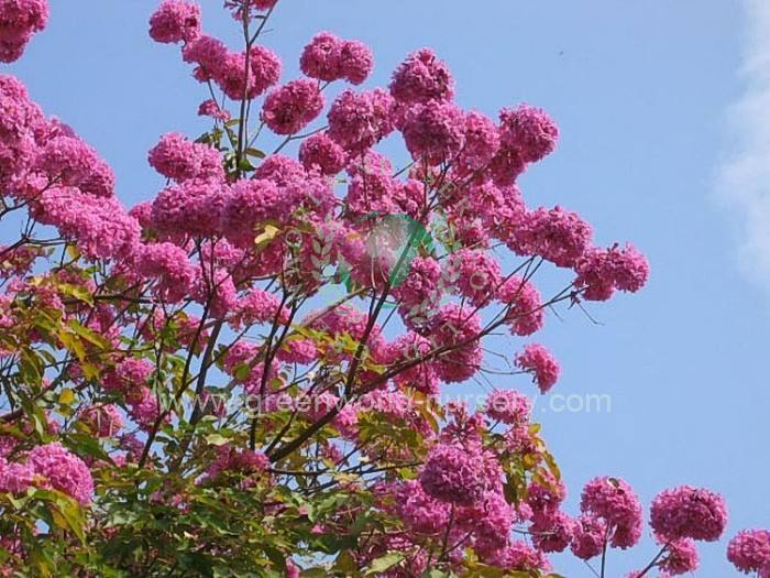 Tabebuia Impetiginosus Tabebuia Impetiginosus