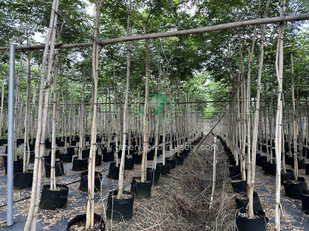 Albizia Lebbeck