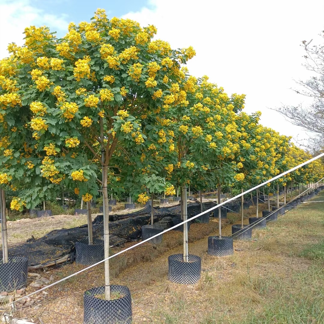 Unveiling the Beauty of Cassia Glauca: A Guide to Cultivating Exquisite Ornamental Plants