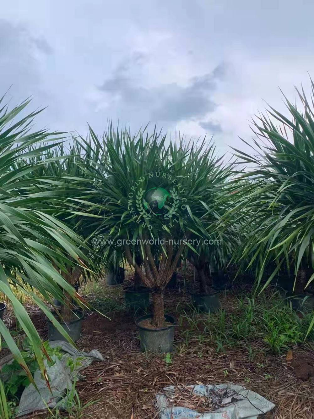 Dracaena Draco Dracaena Draco