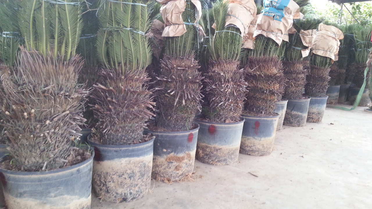 Exploring the Beauty of Cycas Revoluta: A Visual Journey into the World of Sago Palms