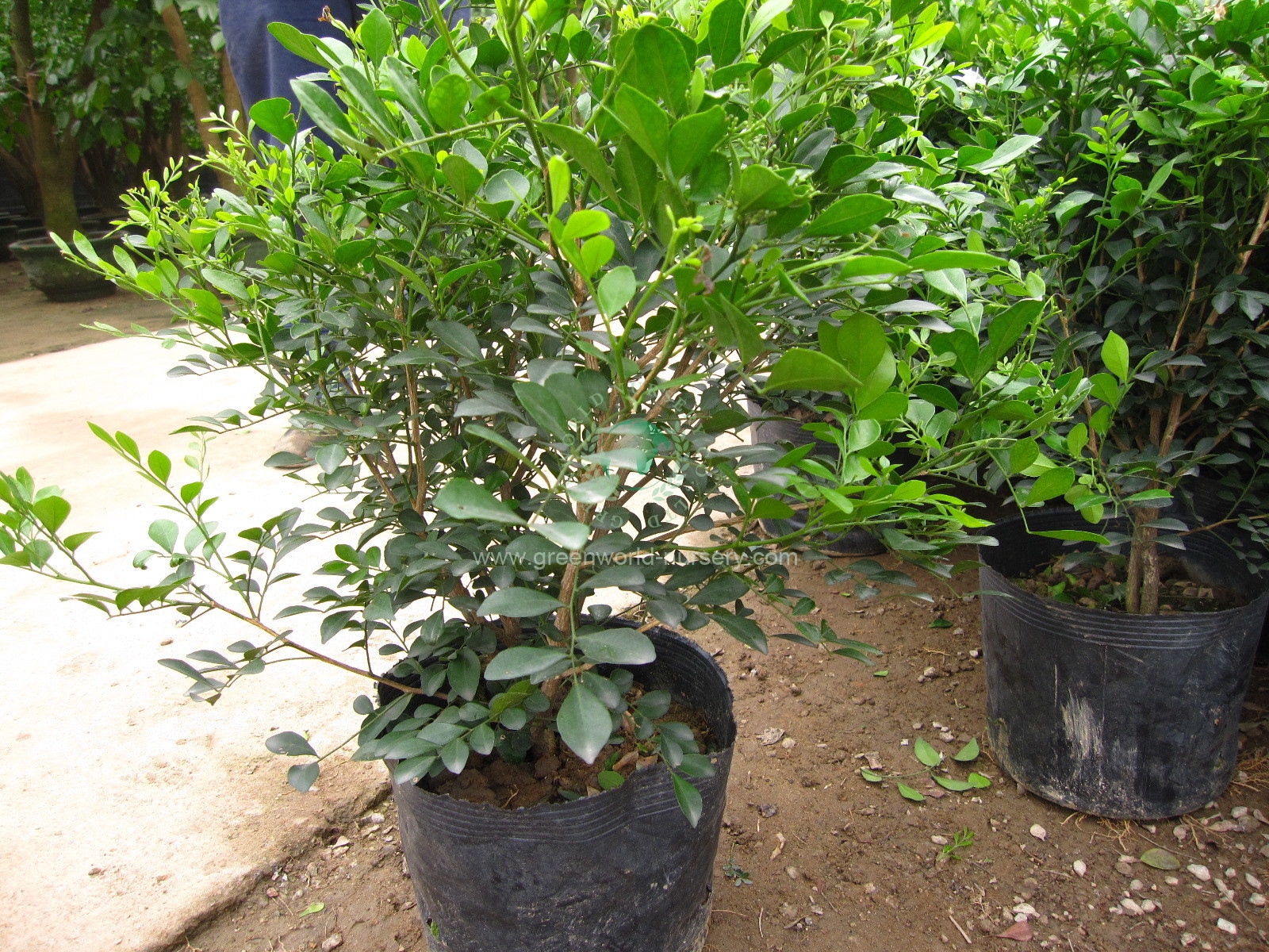 Murraya Paniculata