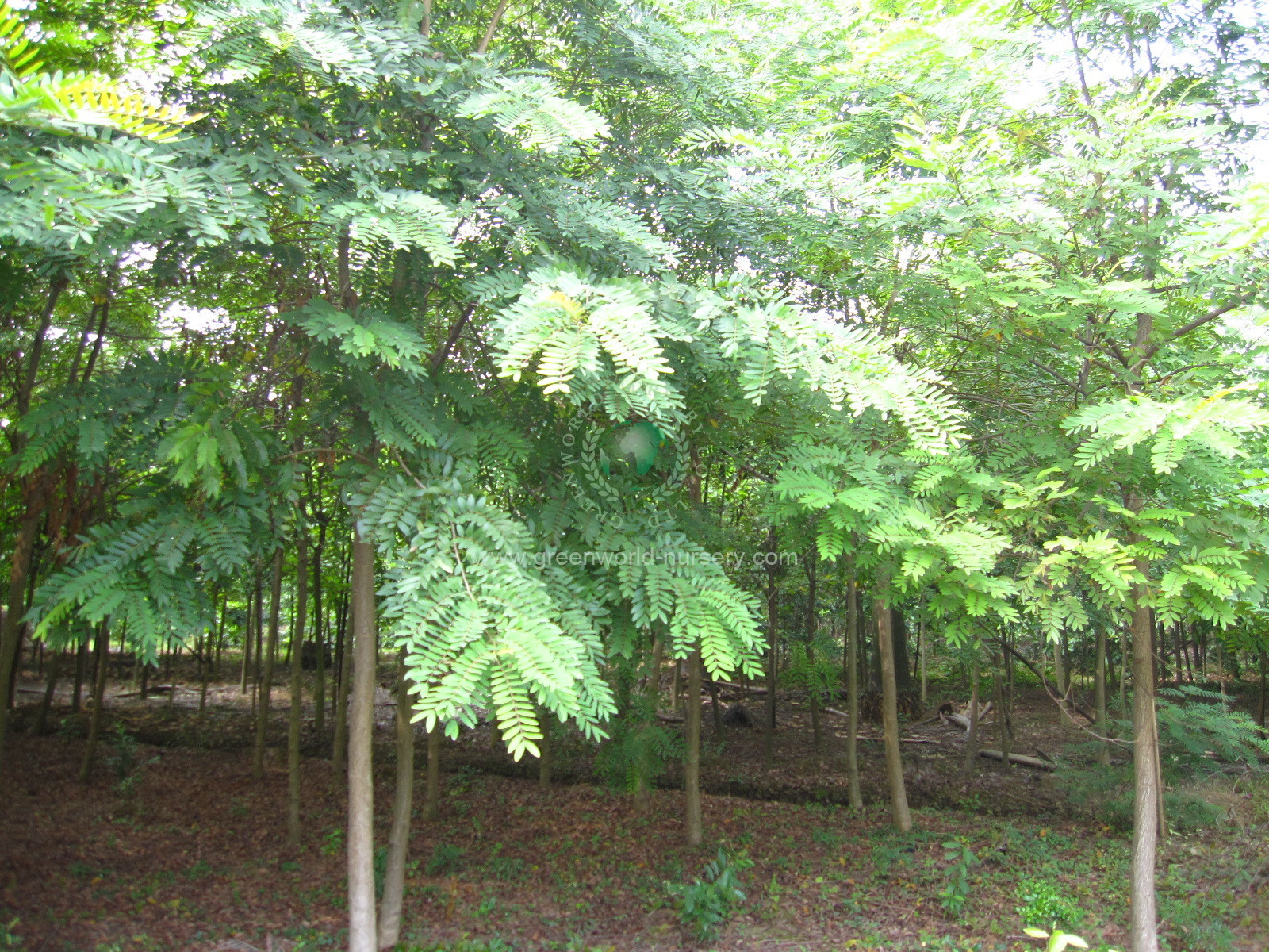 Cassia Siamea Cassia Siamea