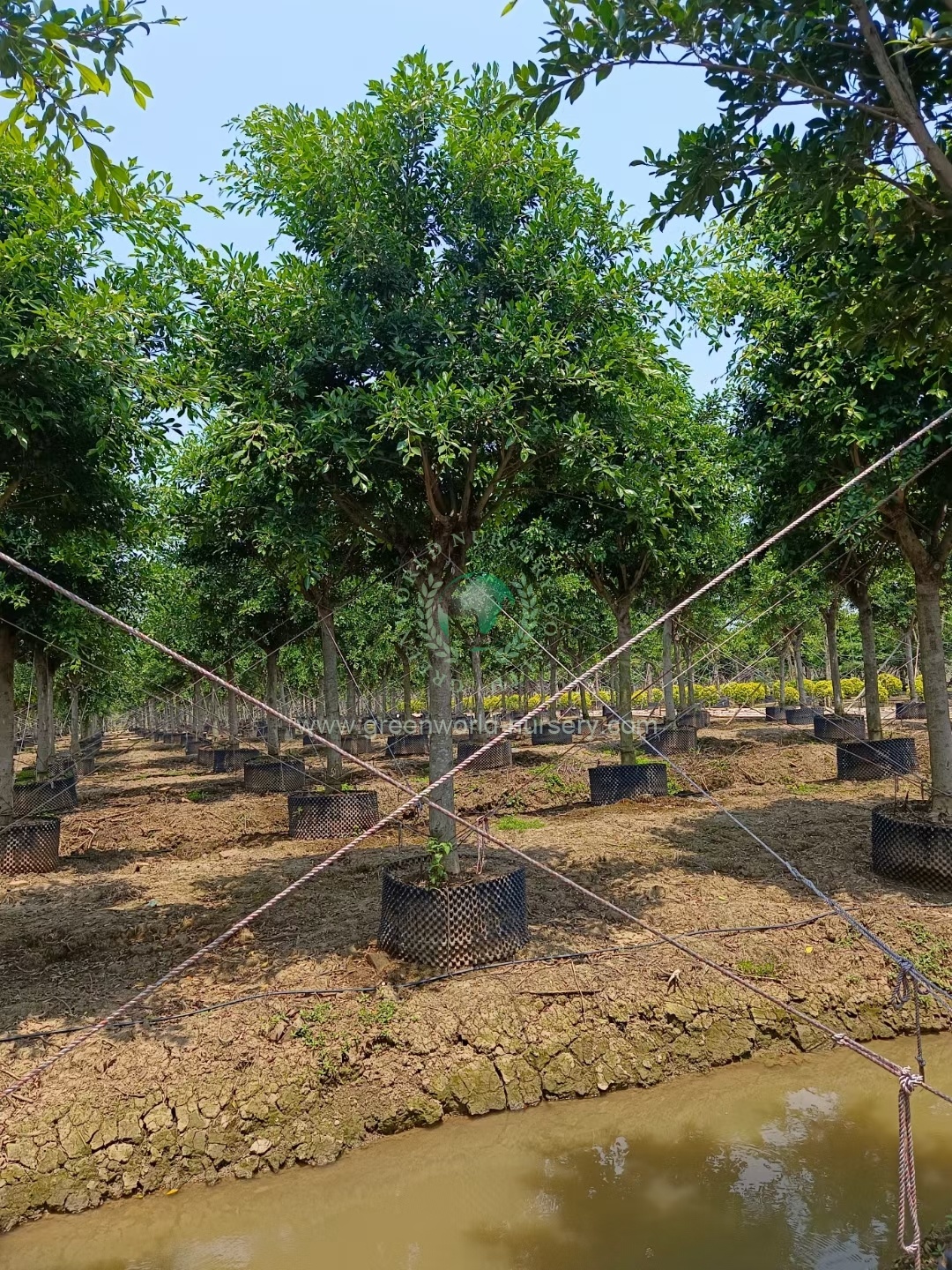 Ficus Nitida Ficus Nitida