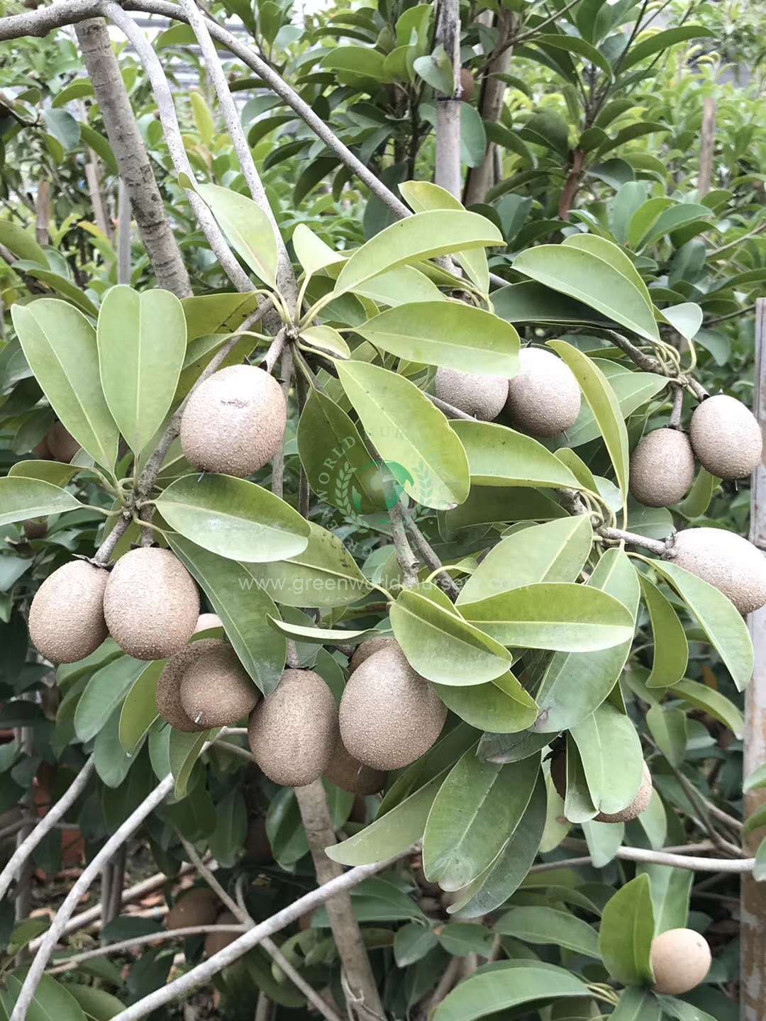 Manilkara Zapota Manilkara Zapota